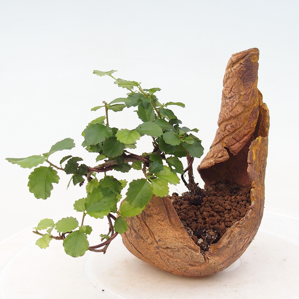 Bonsaï de chambre - Grewia sp. - Grewia malafolia