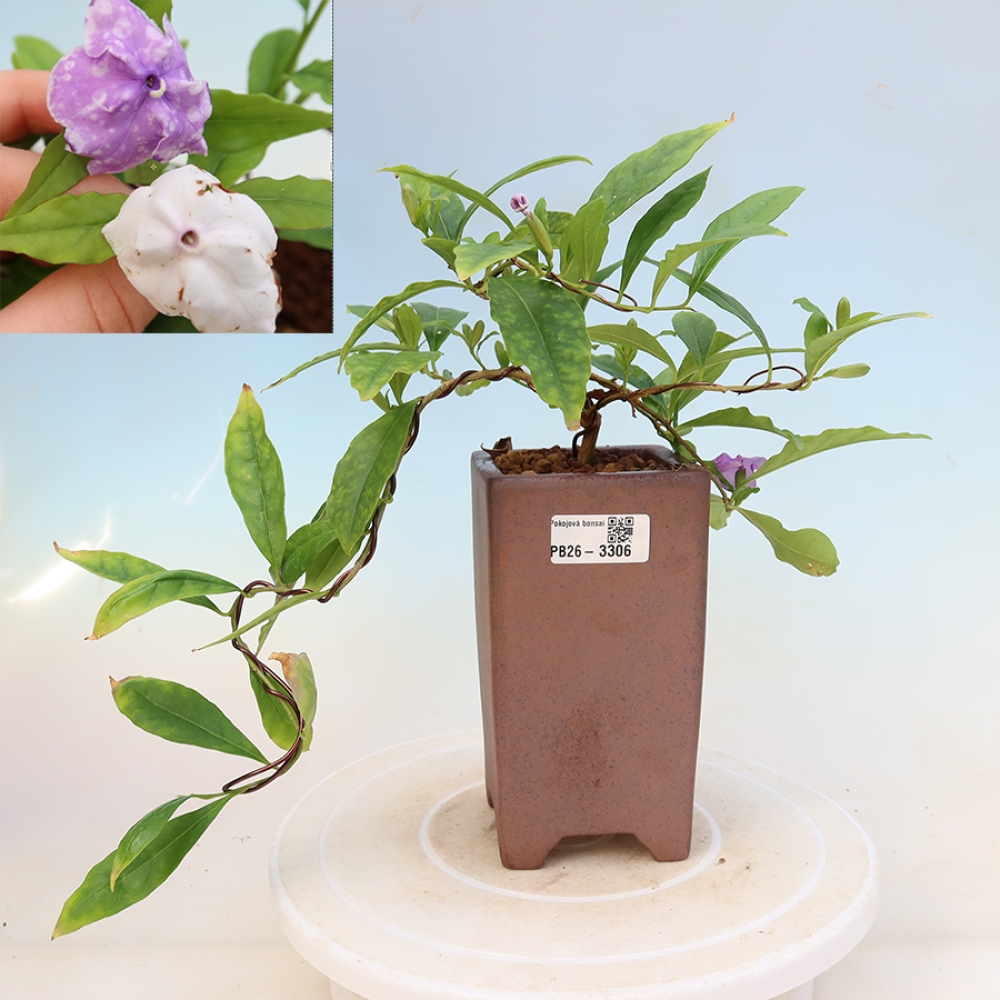 Bonsaï d'intérieur - Plante de jasmin de Costa - Brunfelsia