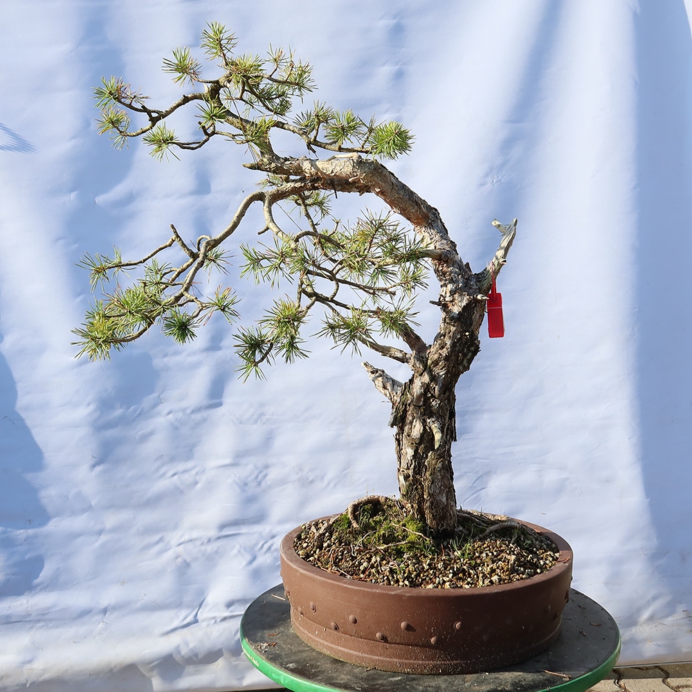 Pinus sylvestris Espagne - pin sylvestre