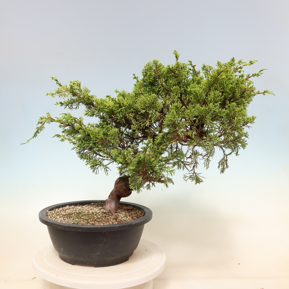 Bonsaï d'extérieur - Juniperus chinensis Itoigawa-Juniperus chinensis