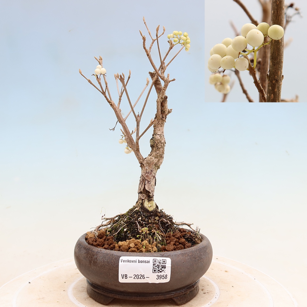 Bonsaï d'extérieur - Callicarpa bodinieri « Snowqueen » - Callicarpa