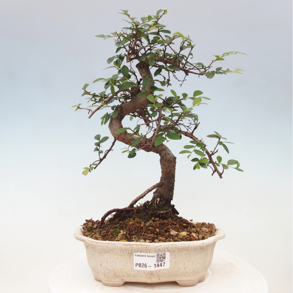 Bonsaï de chambre - Ulmus parvifolia - Orme à petites feuilles