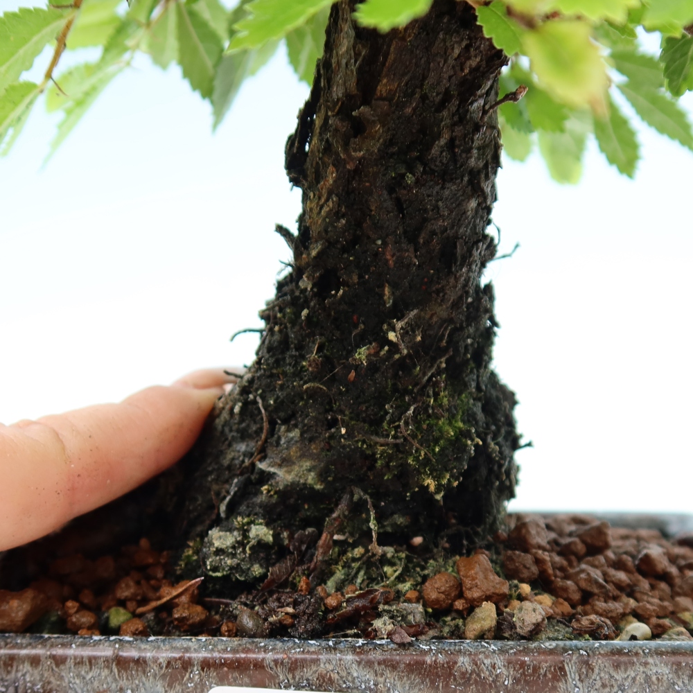 Bonsaï d'extérieur - Zelkova - Zelkova NIRE