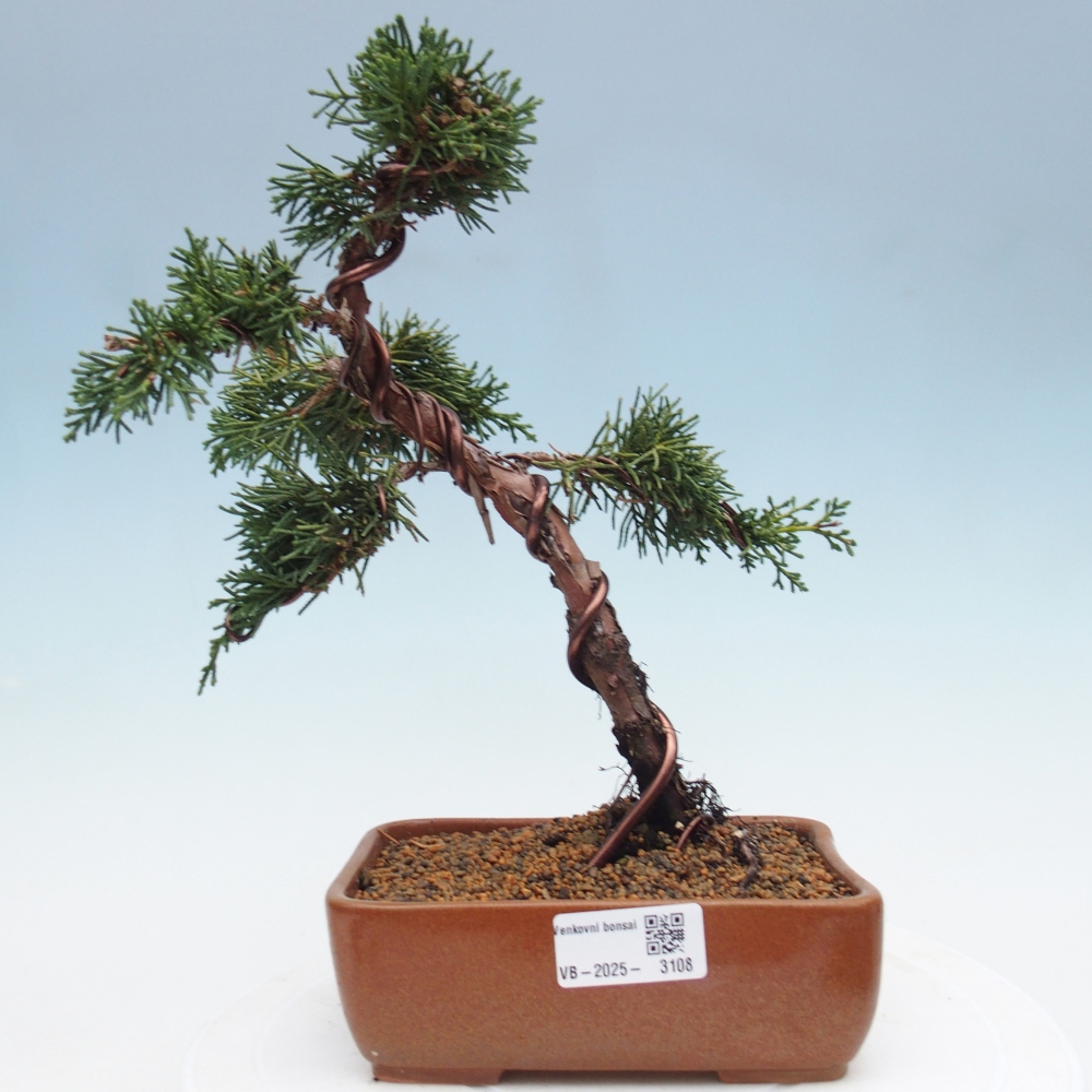Bonsaï d'extérieur - Juniperus chinensis Kishu