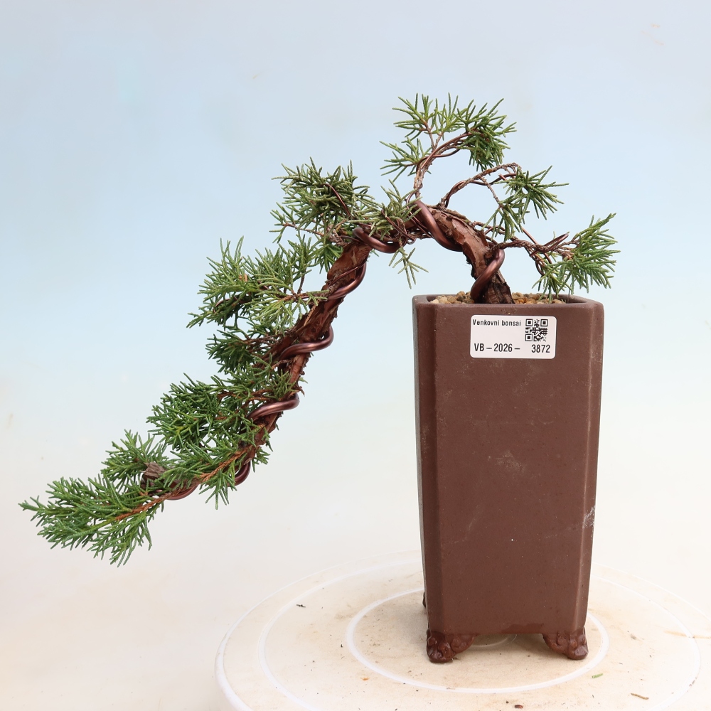 Bonsaï d'extérieur - Juniperus chinensis Kishu