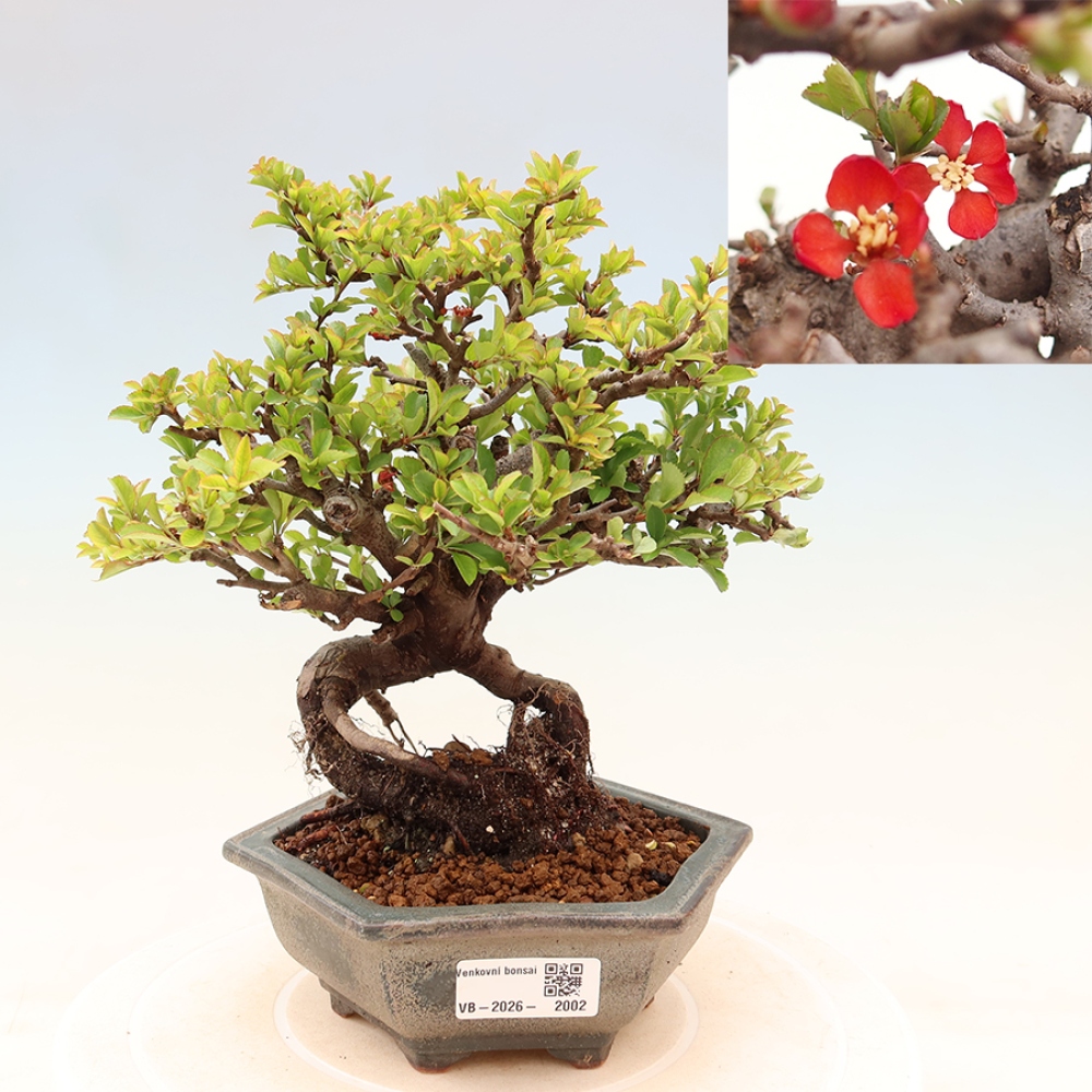 Bonsaï d'extérieur - Chaneomeles speciosa Chojubai