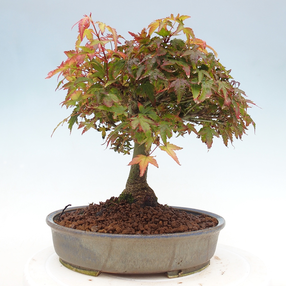 Acer palmatum KIOHIME - Érable palmé