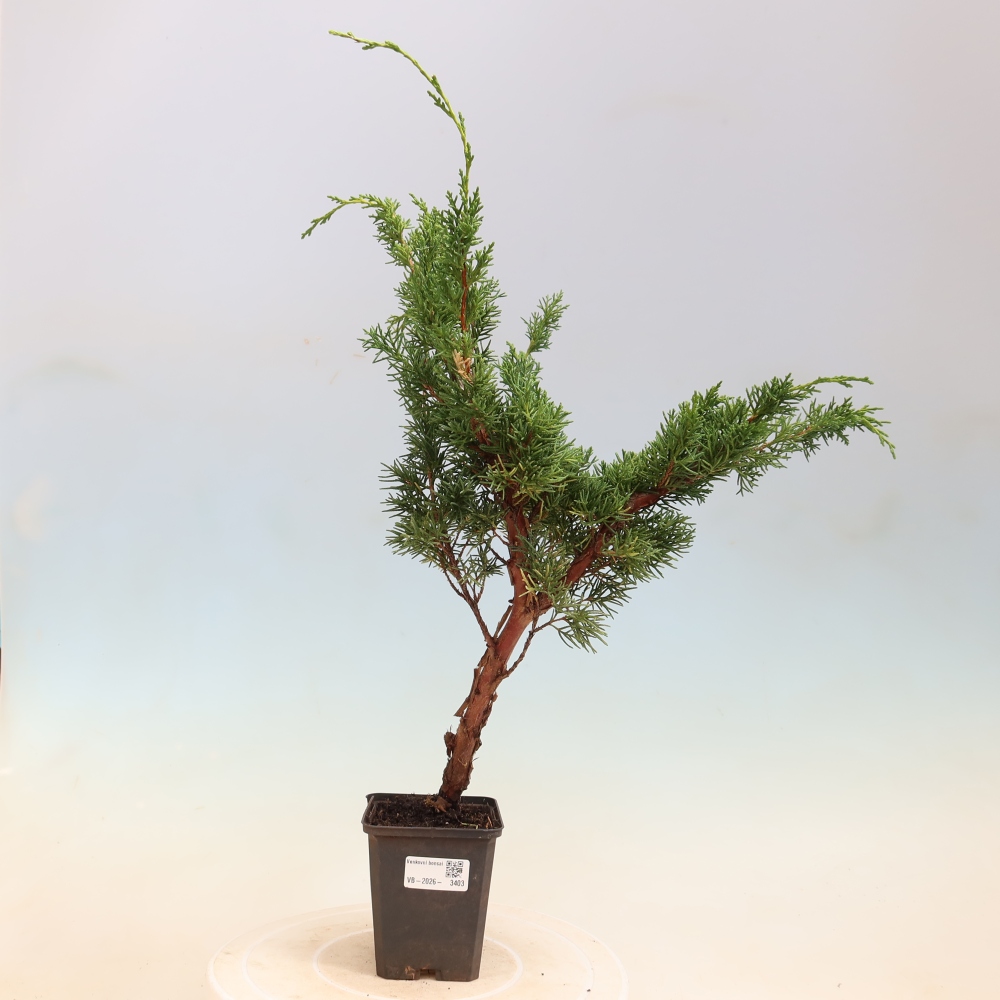 Bonsaï d'extérieur - Juniperus chinensis Kishu
