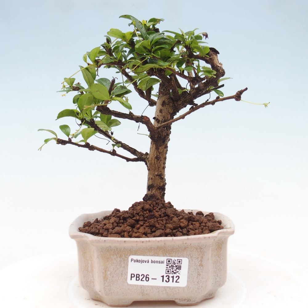Bonsaï de chambre - Carmona macrophylla - Tea fuki