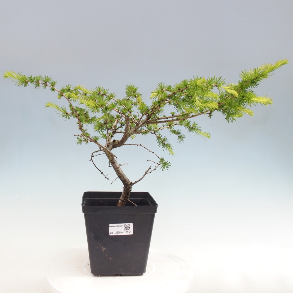 Bonsaï d'extérieur -Larix decidua - Mélèze