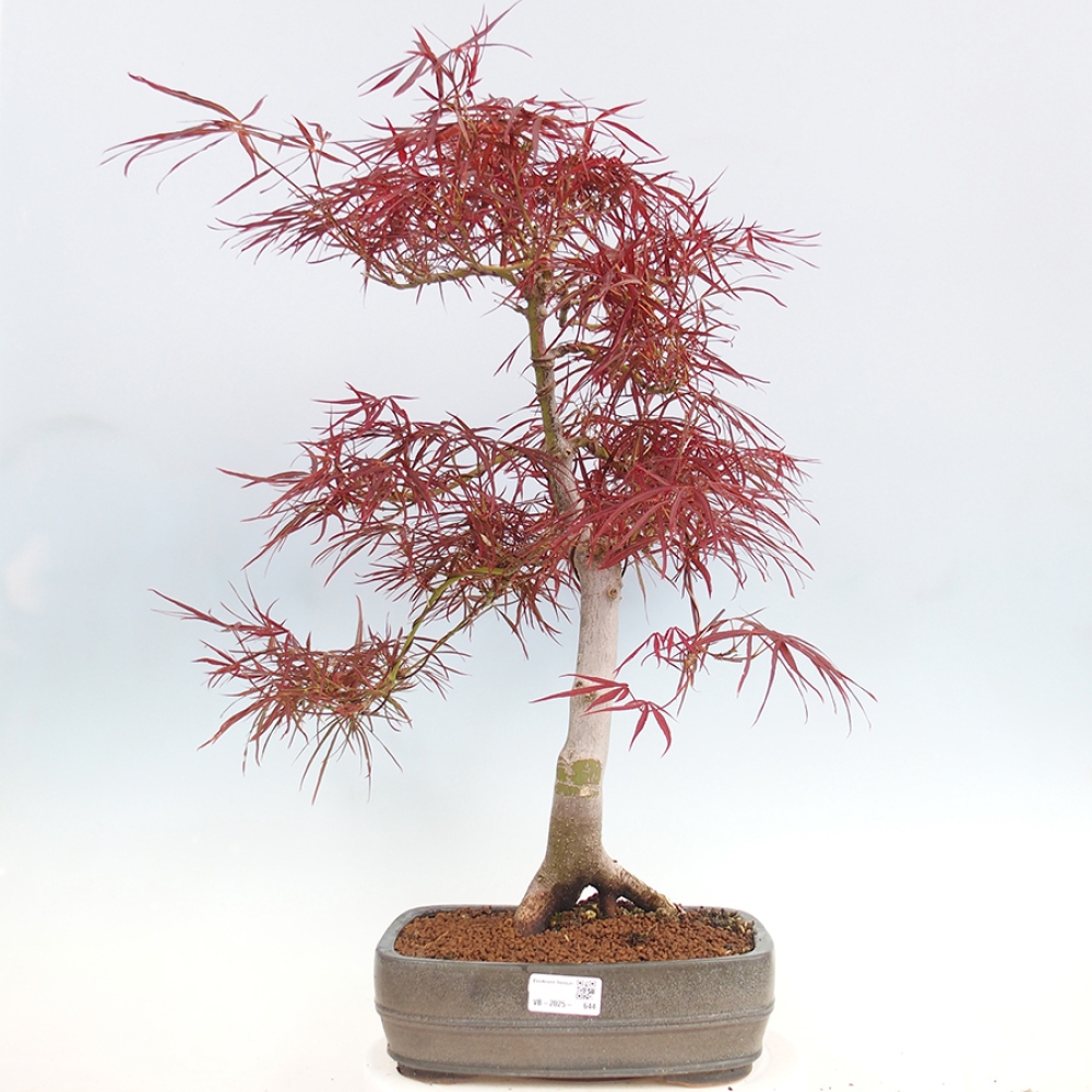 Bonsaï d'extérieur - Acer palmatum RED PYGMY
