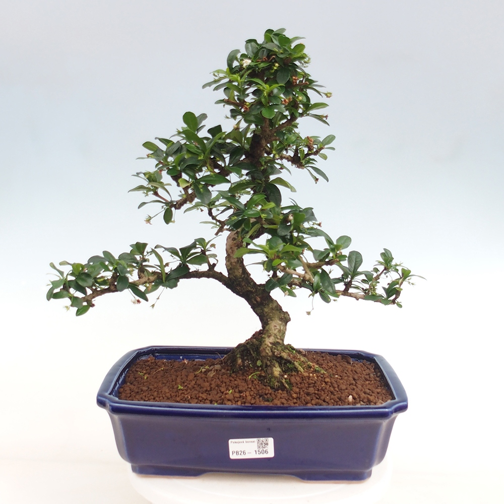 Bonsaï de chambre - Carmona macrophylla - Tea fuki