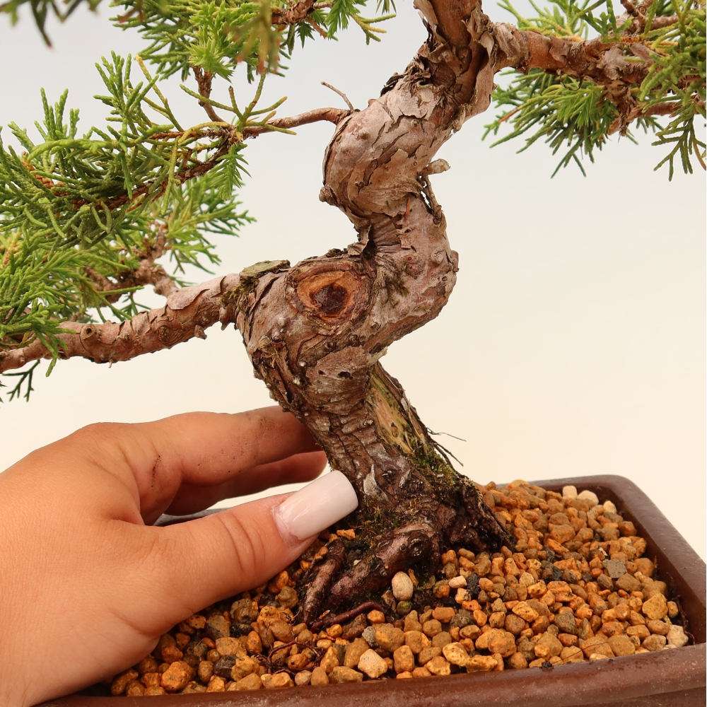 Bonsaï d'extérieur - Juniperus chinensis Itoigawa