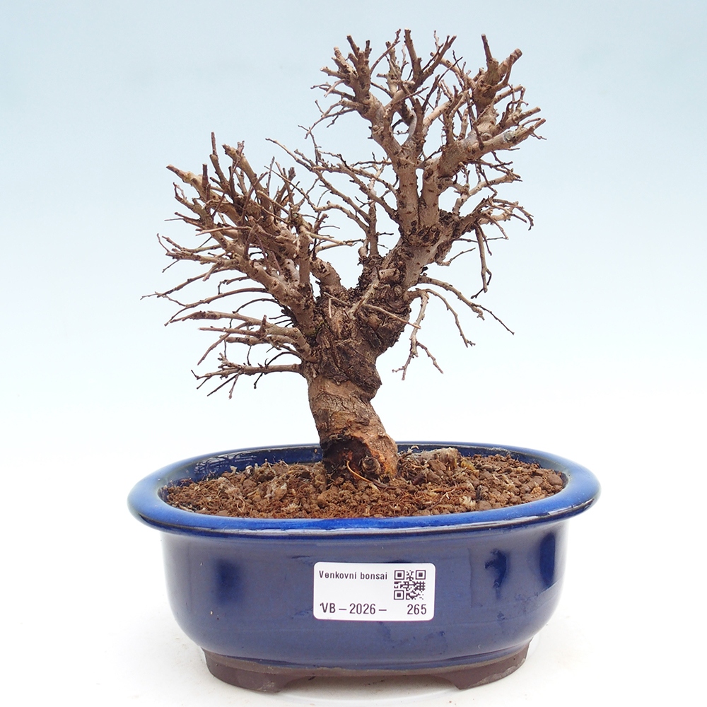 Bonsaï d'extérieur - Zelkova - Zelkova NIRE