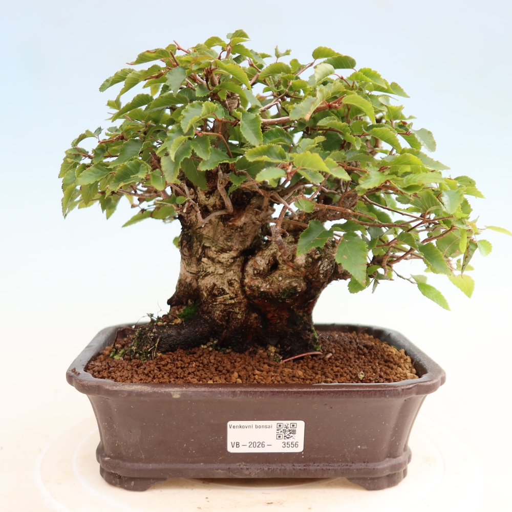Bonsaï d'extérieur -Carpinus CARPINOIDES - Charme de Corée
