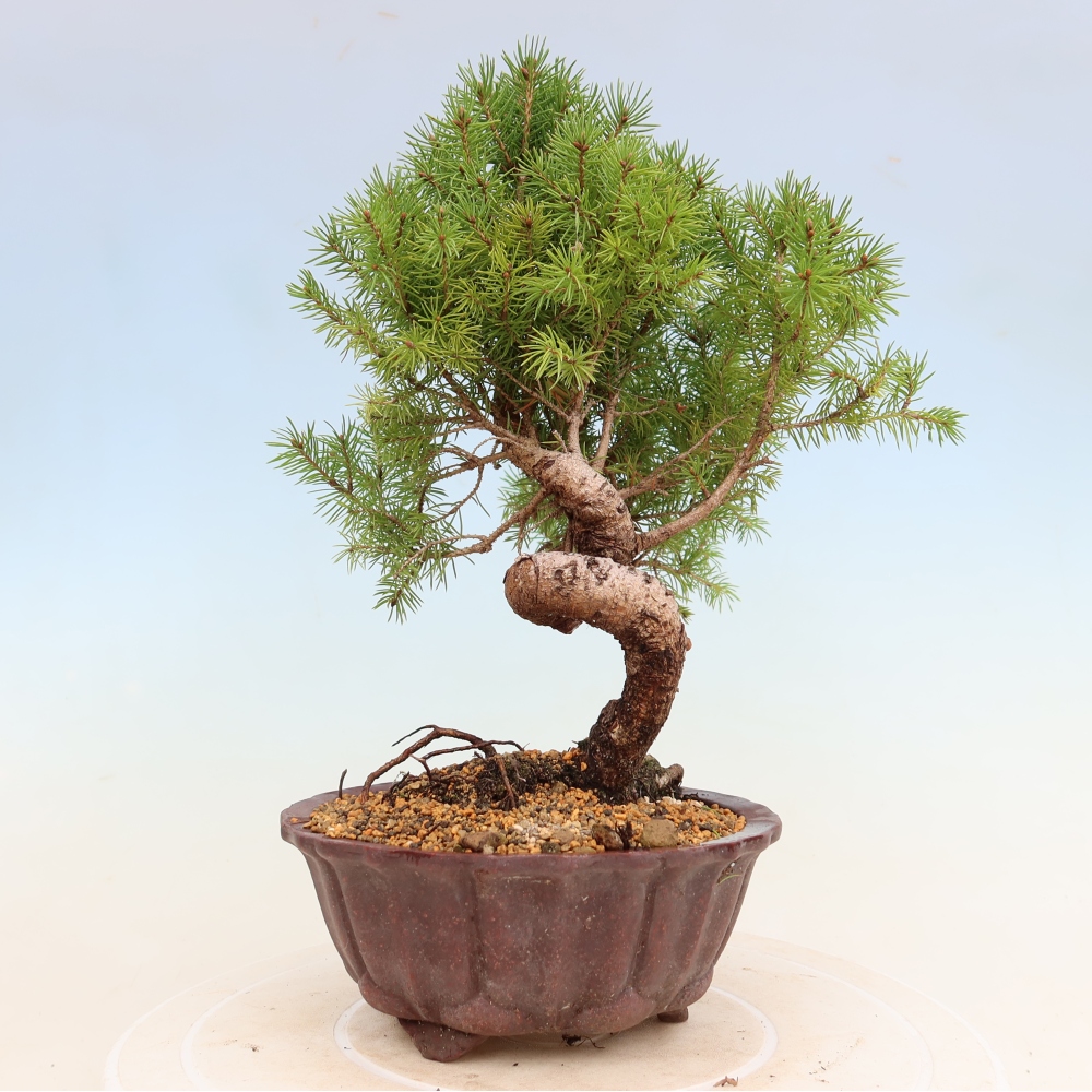 Bonsaï d'extérieur - Épicéa - Picea glauca globe