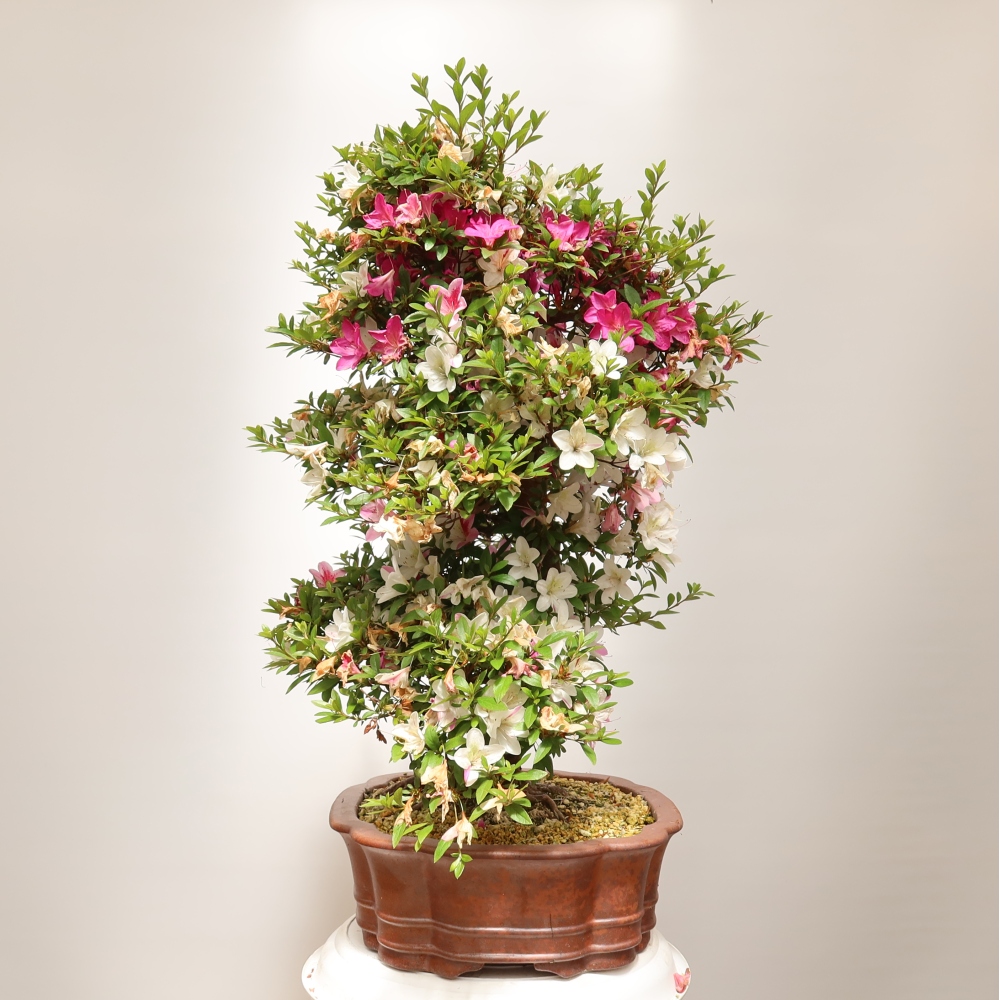 Bonsaïs d'extérieur - Azalée japonaise - Azalea Shunen