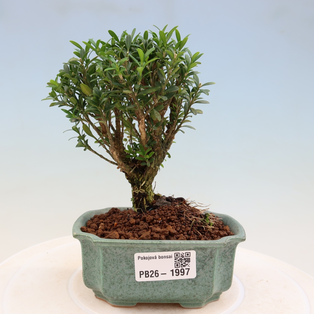Bonsaï de chambre - Buxus harlandii - buxus liège