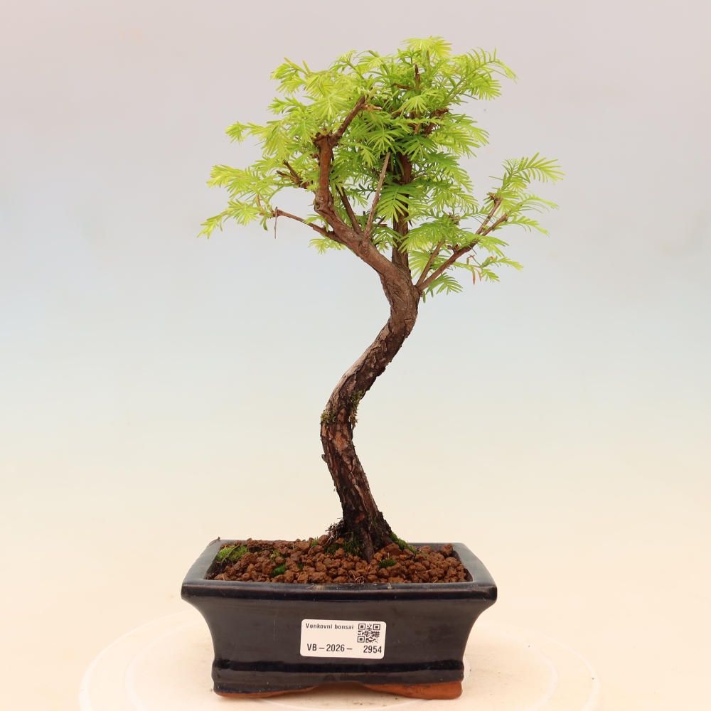 Bonsaï d'extérieur - Metasequoia glyptostroboides - Metasequoia chinois