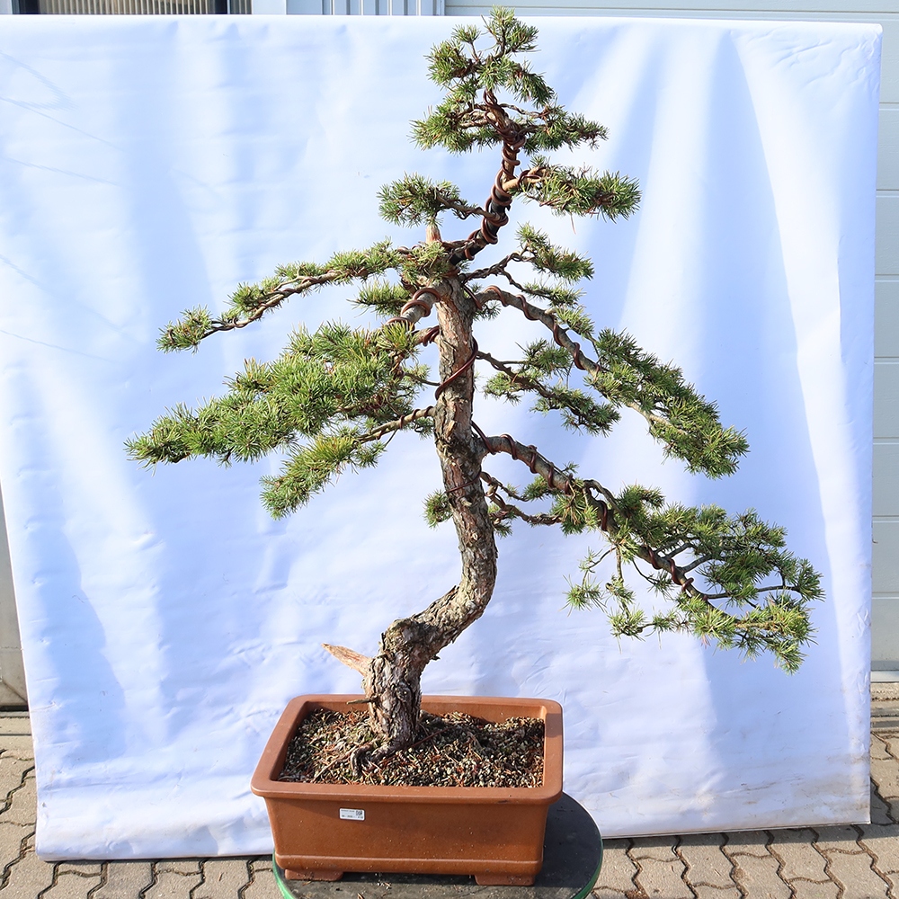 Pinus sylvestris Espagne - pin sylvestre