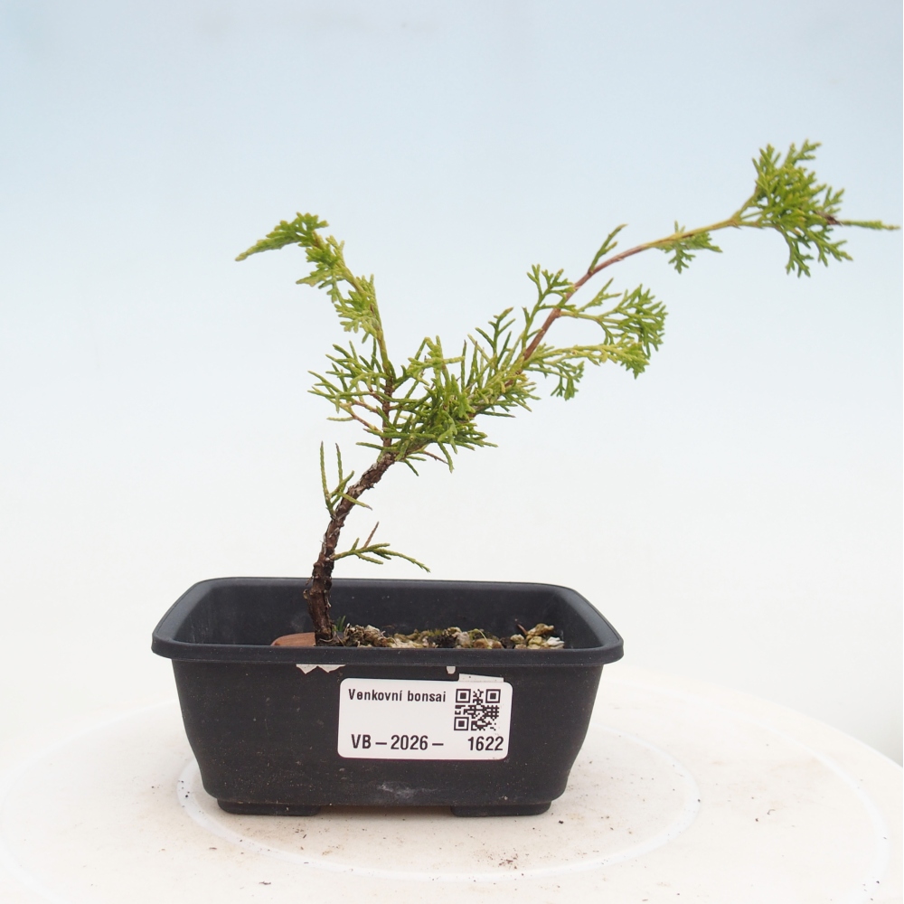 Bonsaï d'extérieur - Juniperus chinensis Itoigawa
