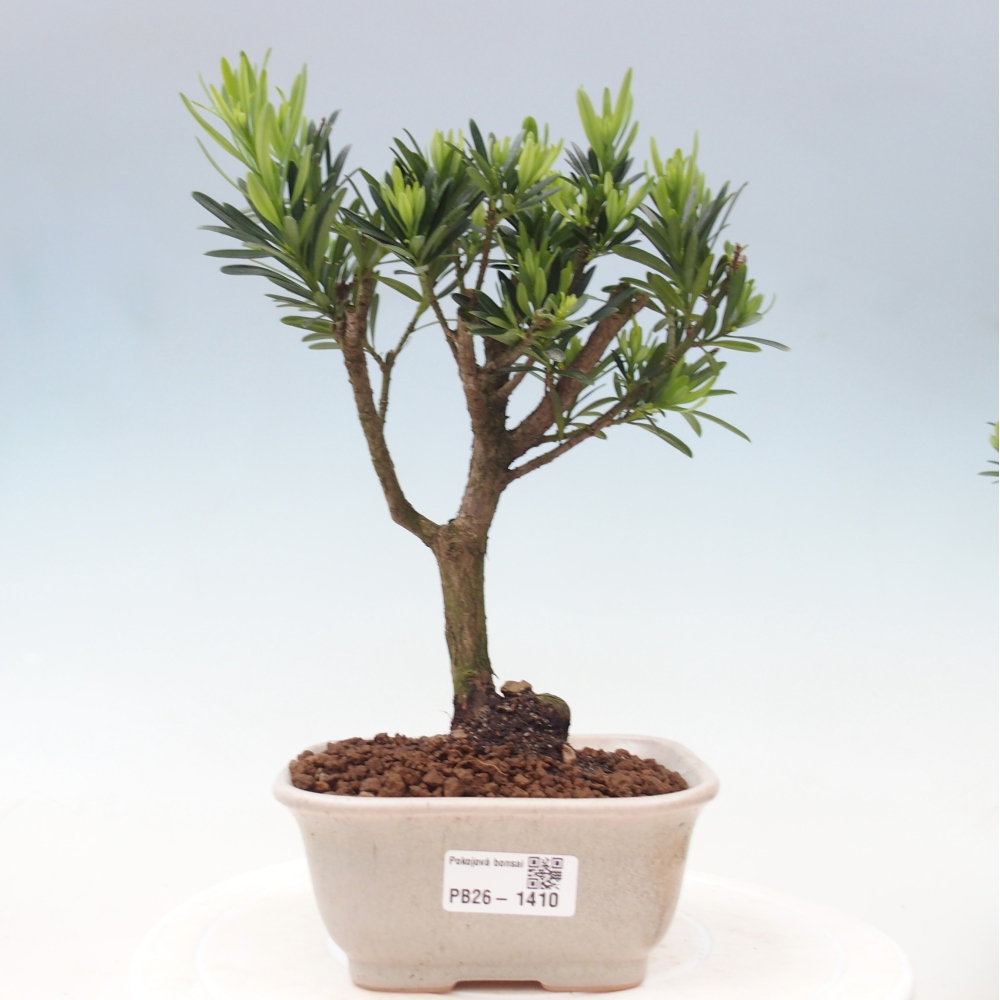 Salle bonsaï - Podocarpus - If en pierre