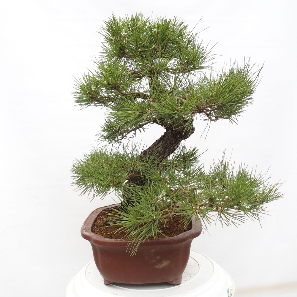 Bonsaï d'extérieur - Pinus thunbergii - Pin de Thunberg