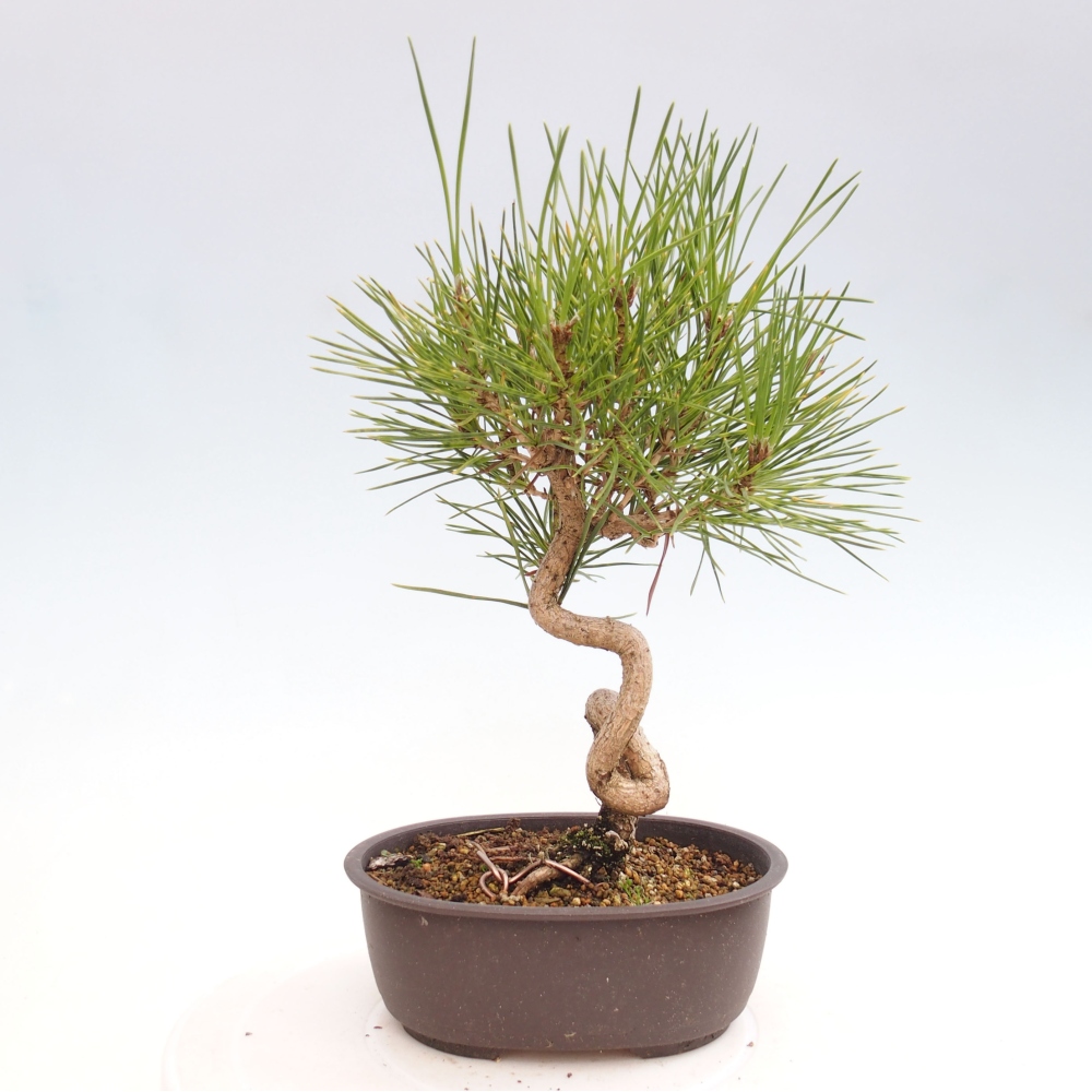 Bonsaï d'extérieur - Pinus thunbergii - Pin de Thunberg