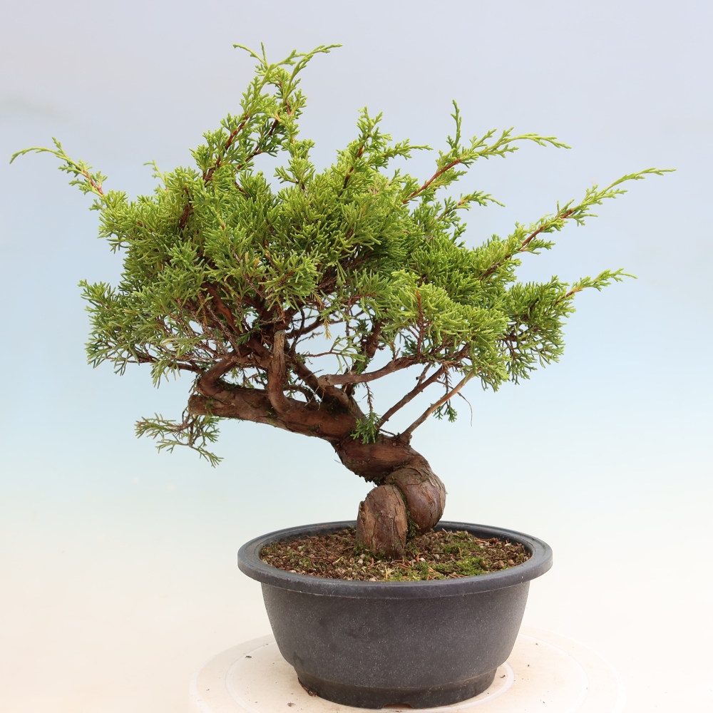 Bonsaï d'extérieur - Juniperus chinensis Itoigawa-Juniperus chinensis