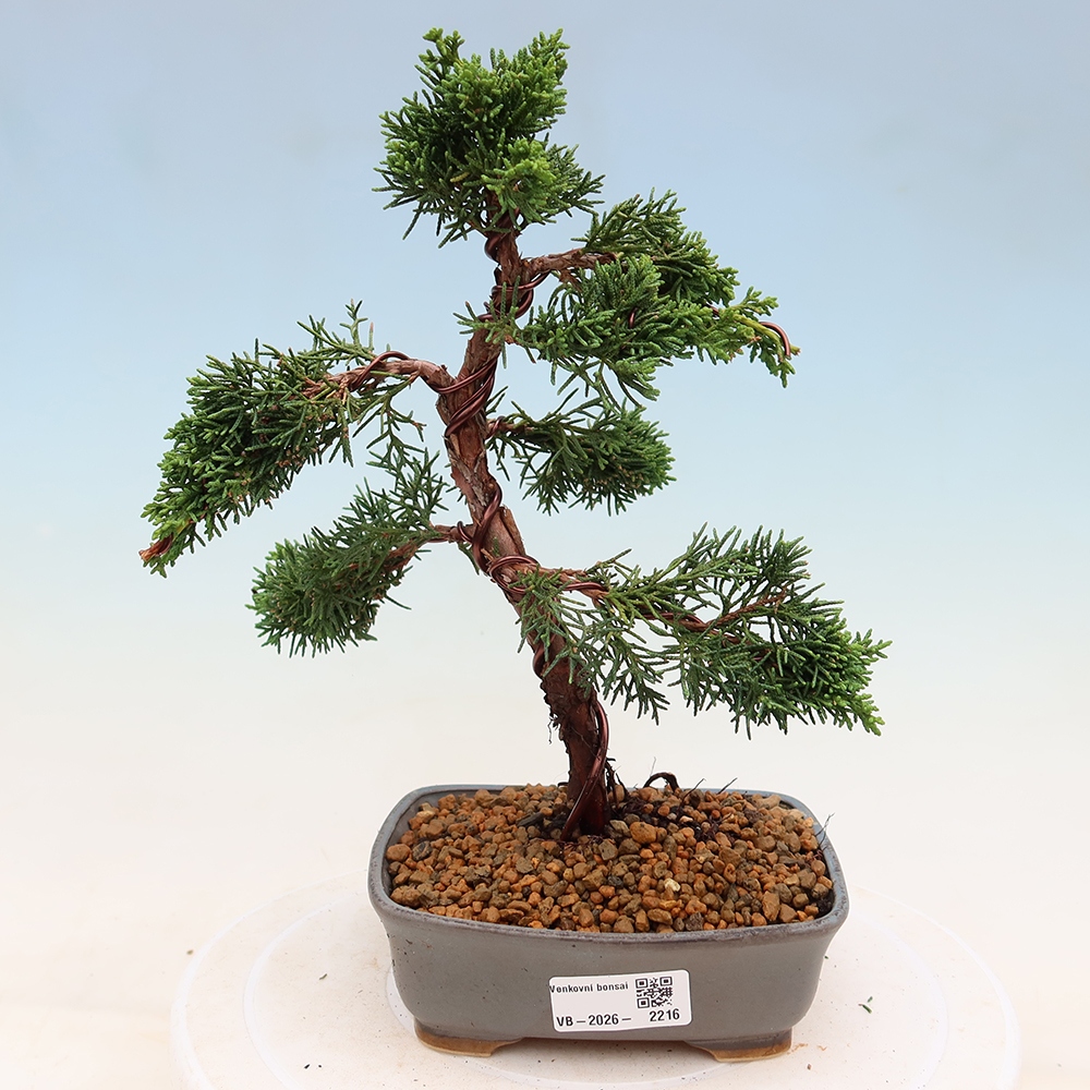 Bonsaï d'extérieur - Juniperus chinensis Kishu