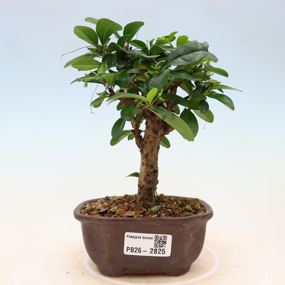 Bonsaï de chambre - Carmona macrophylla - Tea fuki