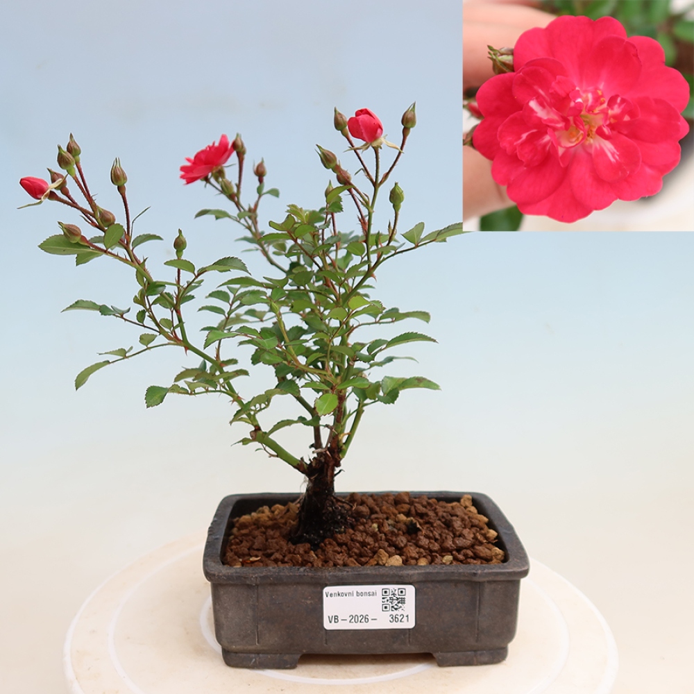Bonsaï d'extérieur - Rosa Kordes - rose