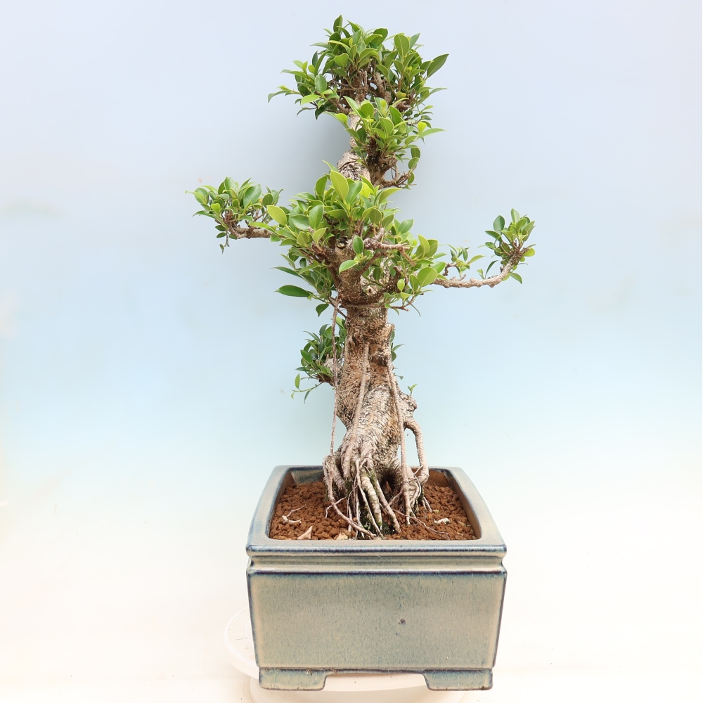Salle bonsaï - Ficus kimmen - ficus à petites feuilles