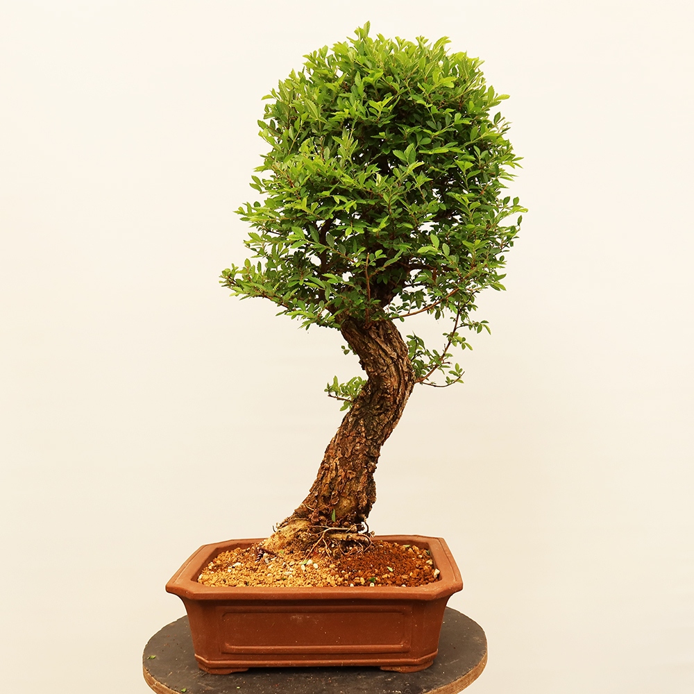 Bonsaï d'extérieur - Zelkova - Zelkova NIRE
