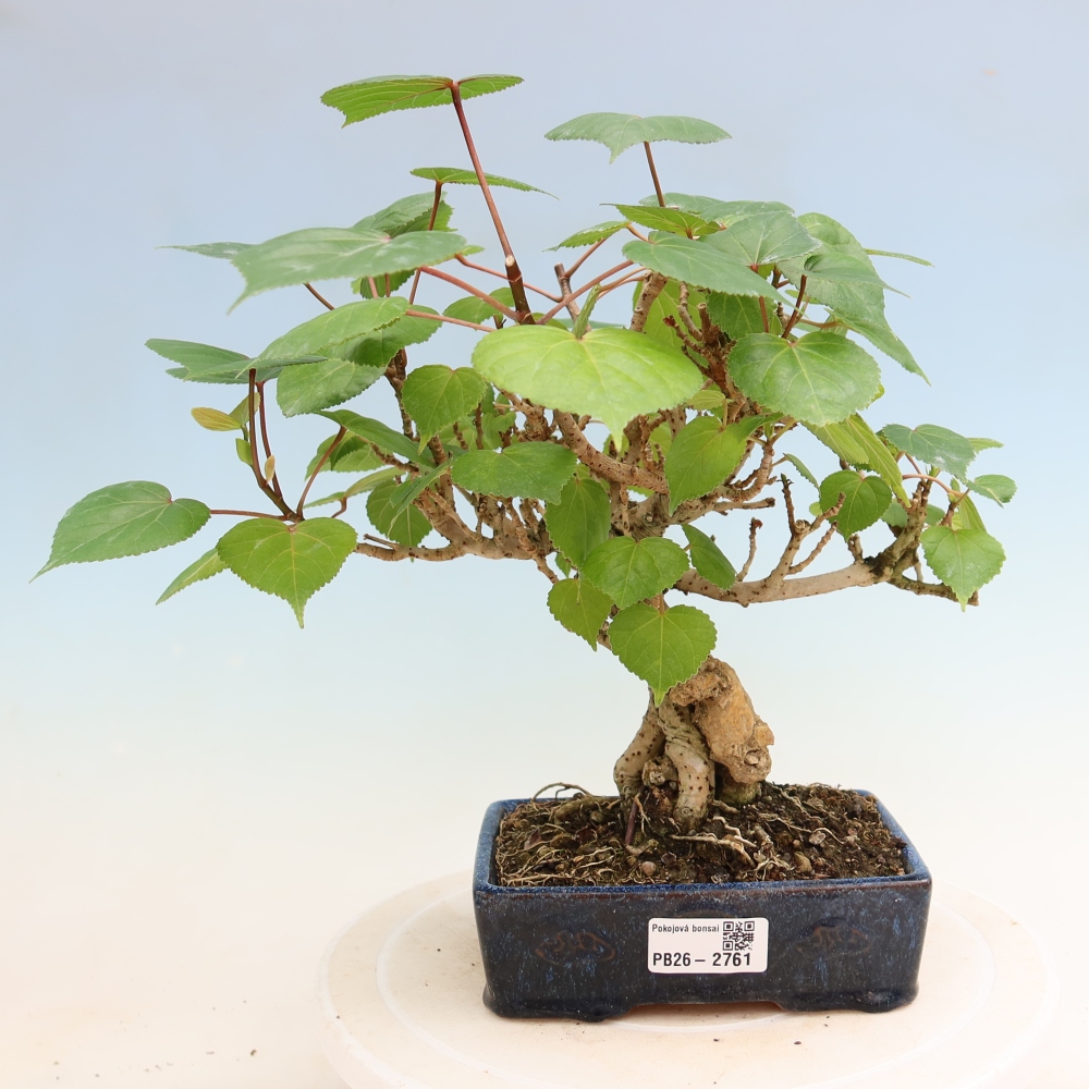 Bonsaï d'intérieur - Hibiscus tiliaceus - Hibiscus de mer