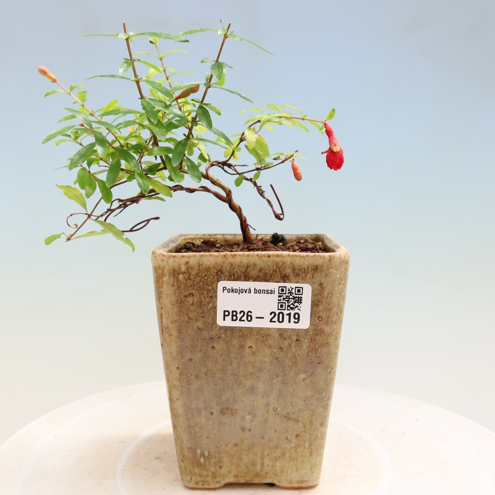 Bonsaï de chambre-PUNICA granatum nana-Pomme grenat