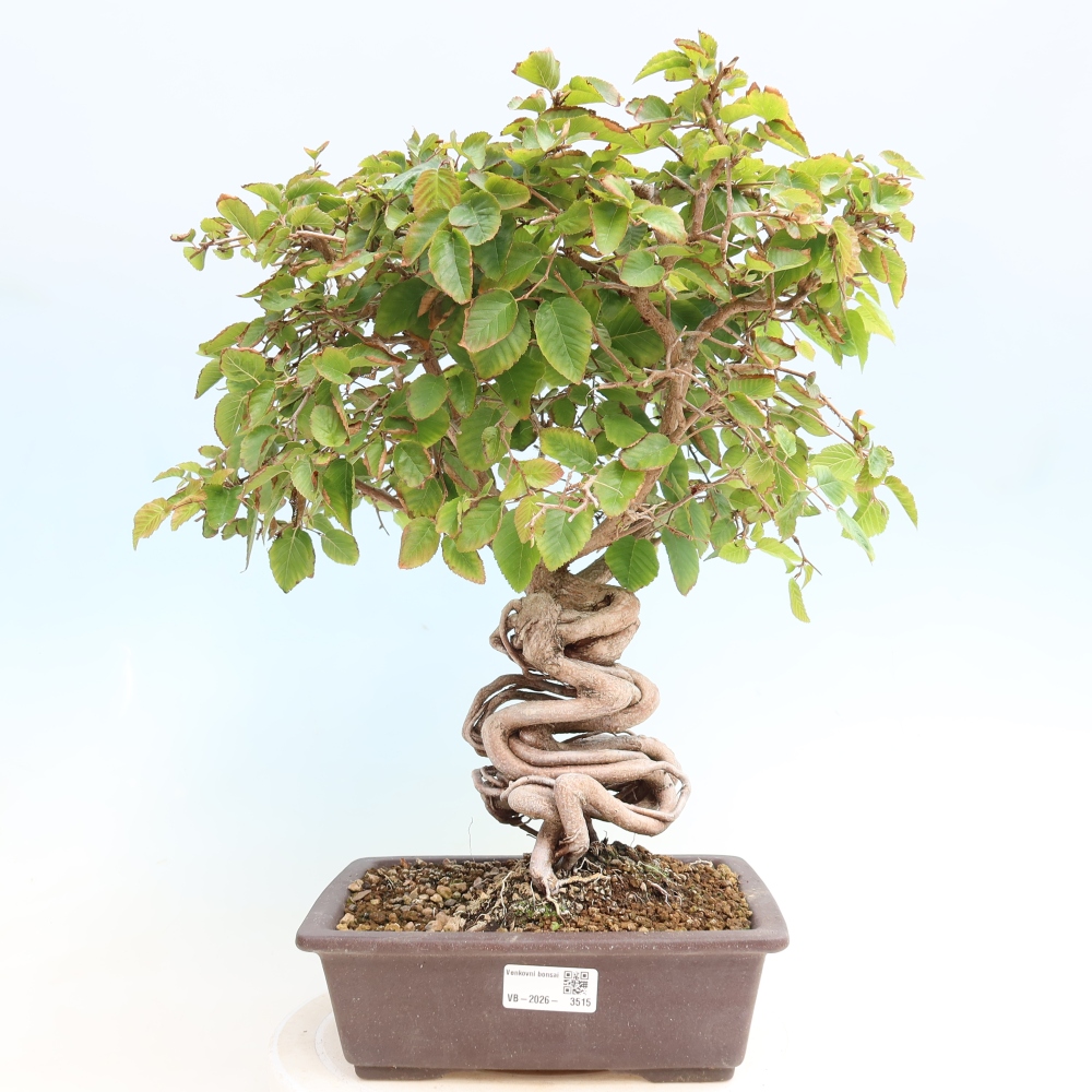 Bonsaï d'extérieur -Carpinus CARPINOIDES - Charme de Corée