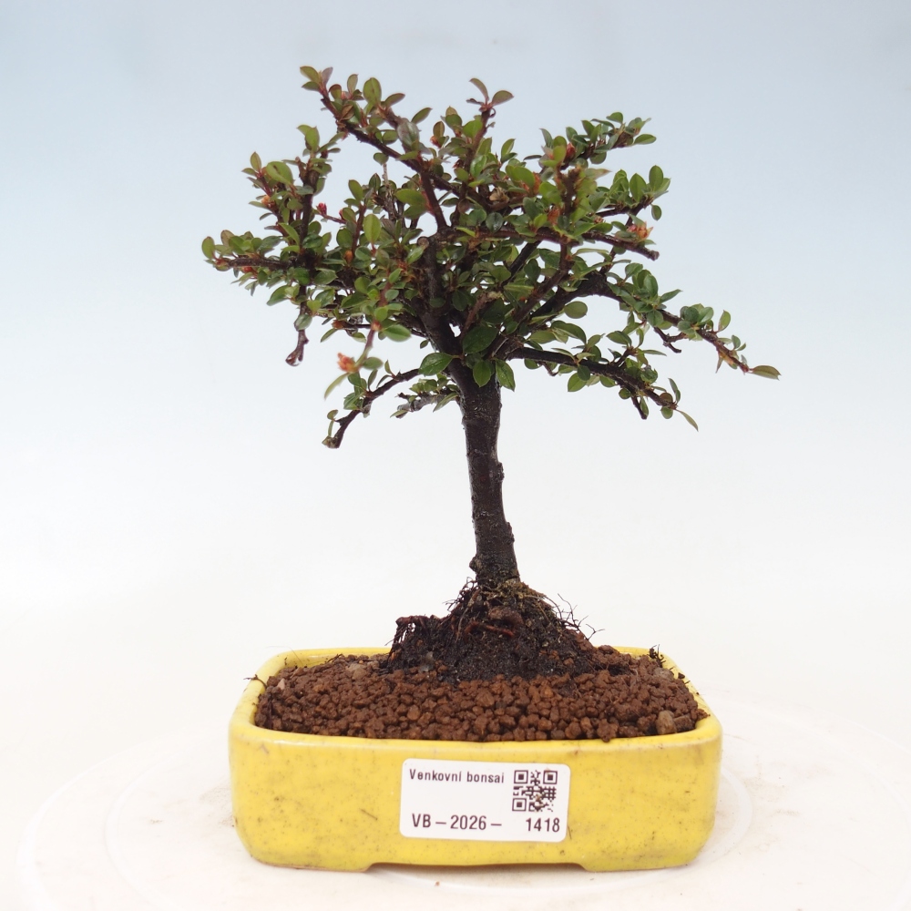 Bonsaï d'extérieur - Cotoneaster horizontalis - Rocky Mountain