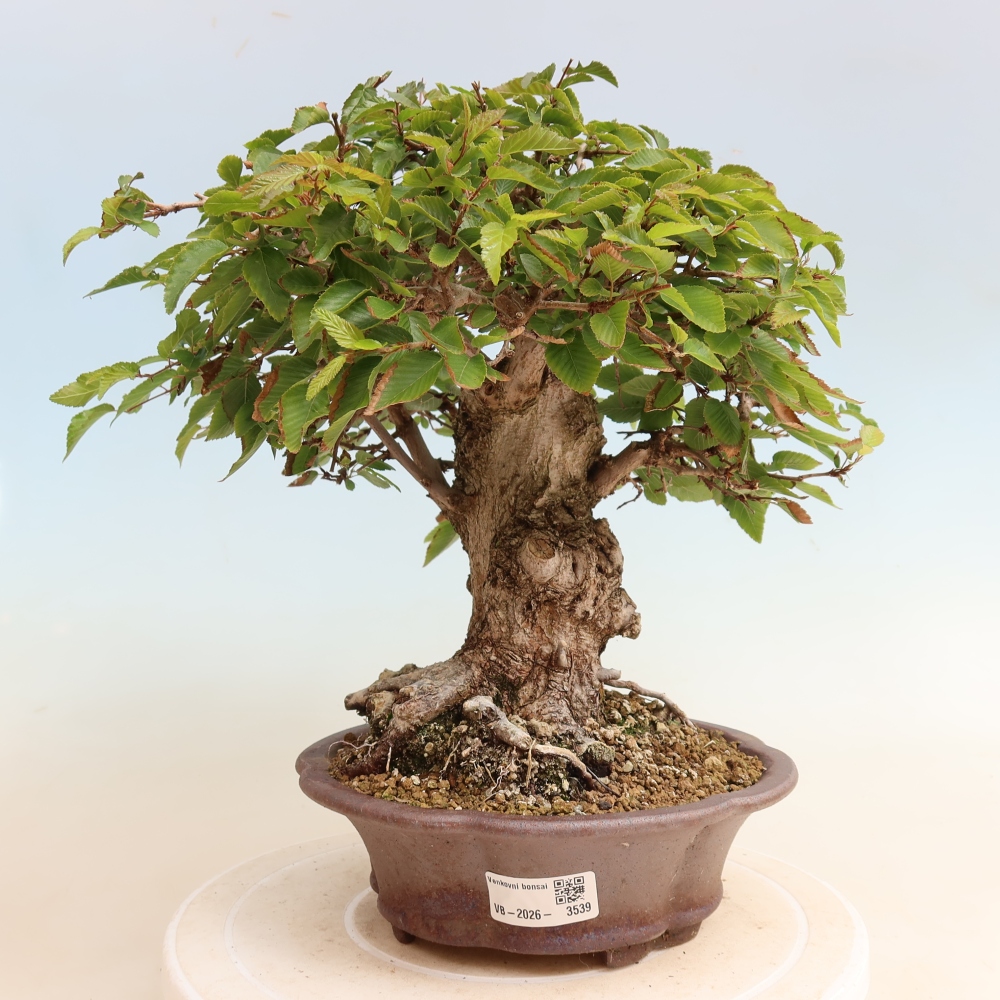 Bonsaï d'extérieur -Carpinus CARPINOIDES - Charme de Corée