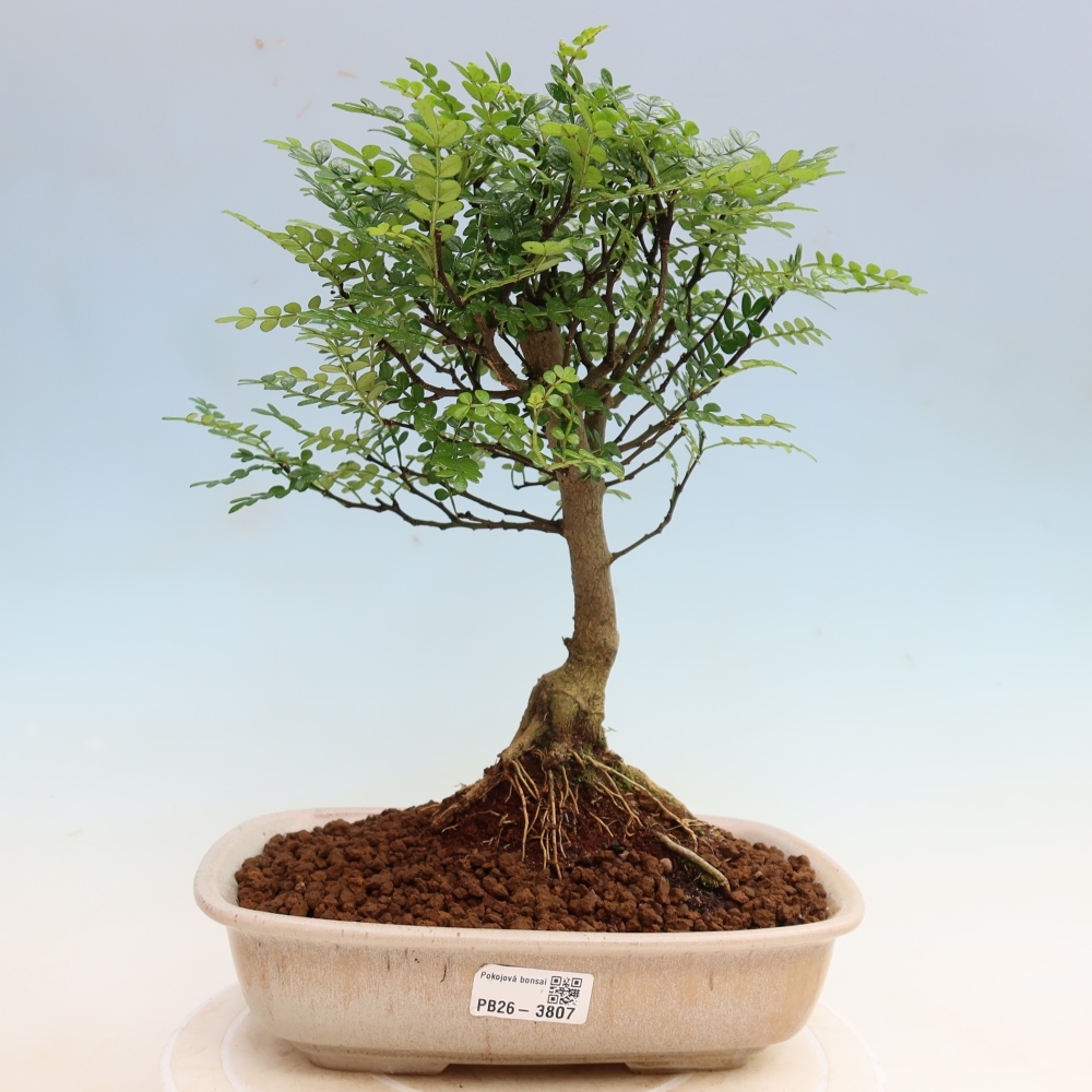 Salle bonsaï - Zantoxylum piperitum - arbre à poivre