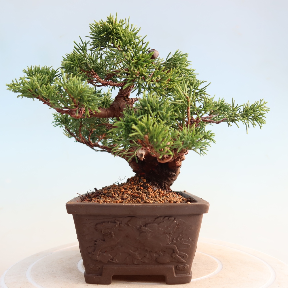 Bonsaï d'extérieur - Juniperus chinensis Itoigawa