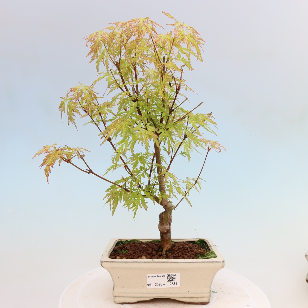 Bonsaï d'extérieur - Acer palmatum Dissectum