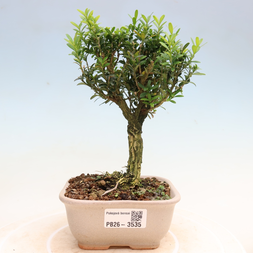 Bonsaï de chambre - Buxus harlandii - buxus liège