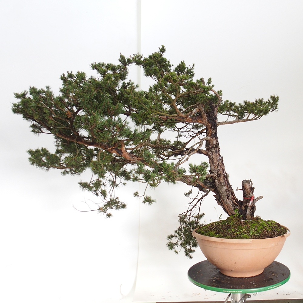 Yamadori - Pinus sylvestris Espagne