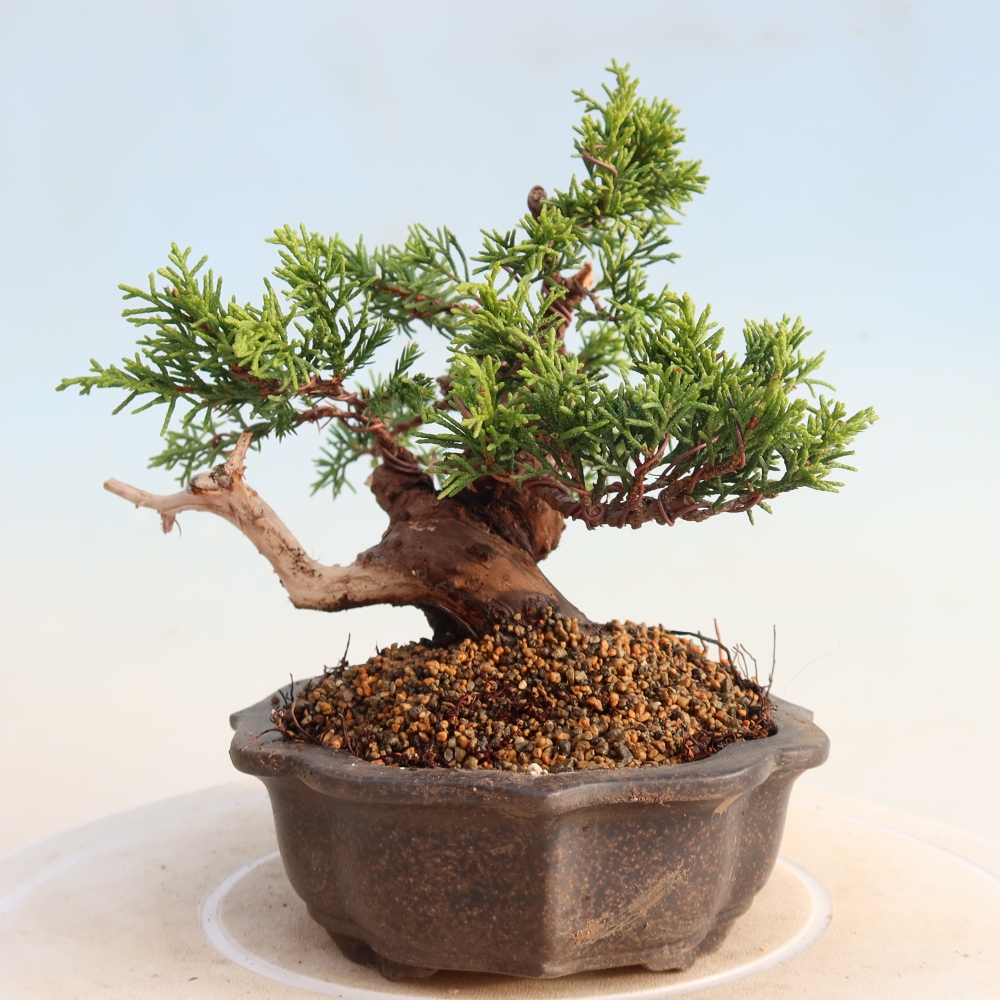 Bonsaï d'extérieur - Juniperus chinensis Itoigawa