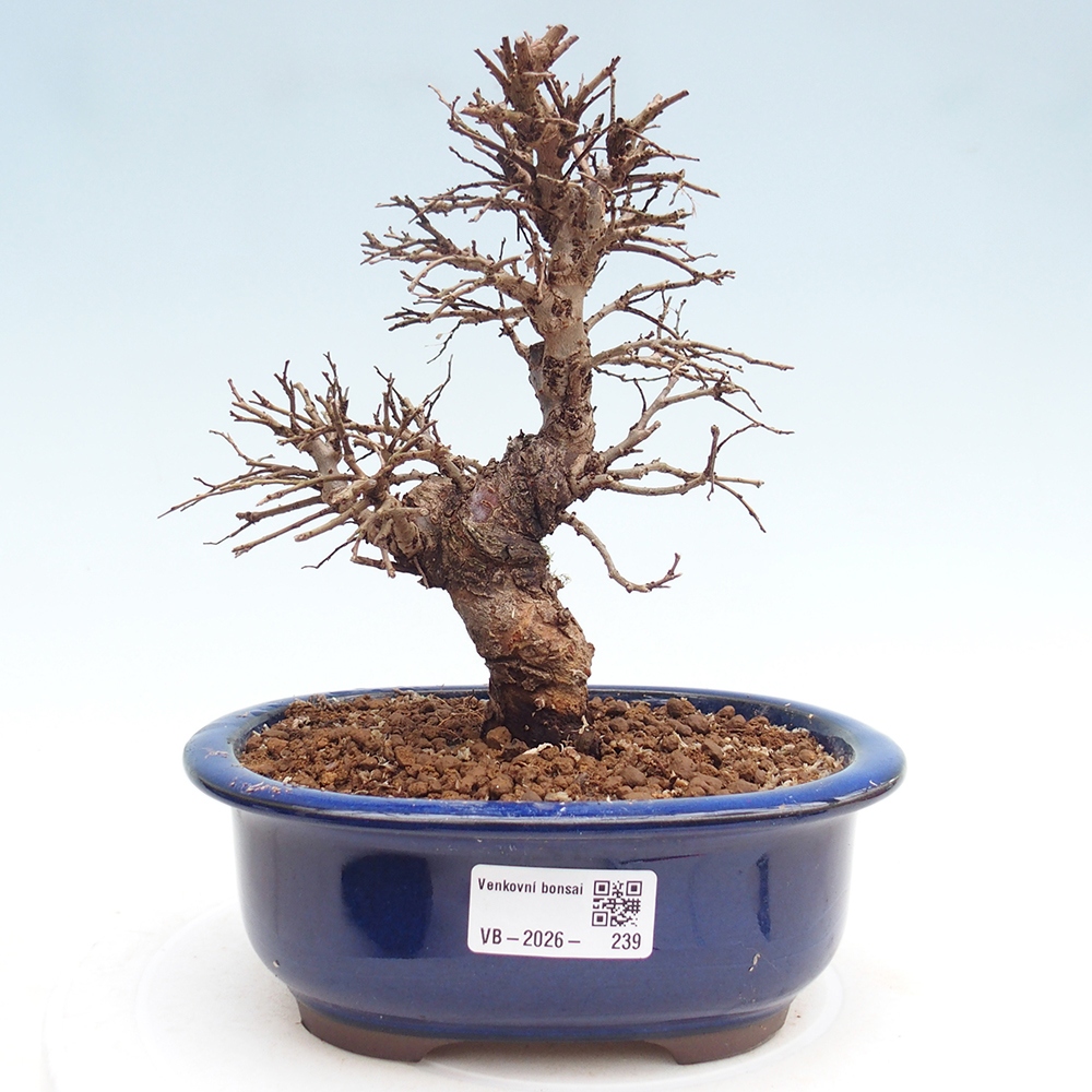 Bonsaï d'extérieur - Zelkova - Zelkova NIRE