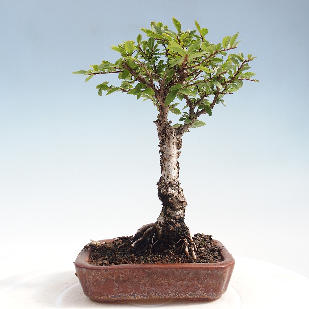 Bonsaï d'extérieur - Zelkova - Zelkova NIRE