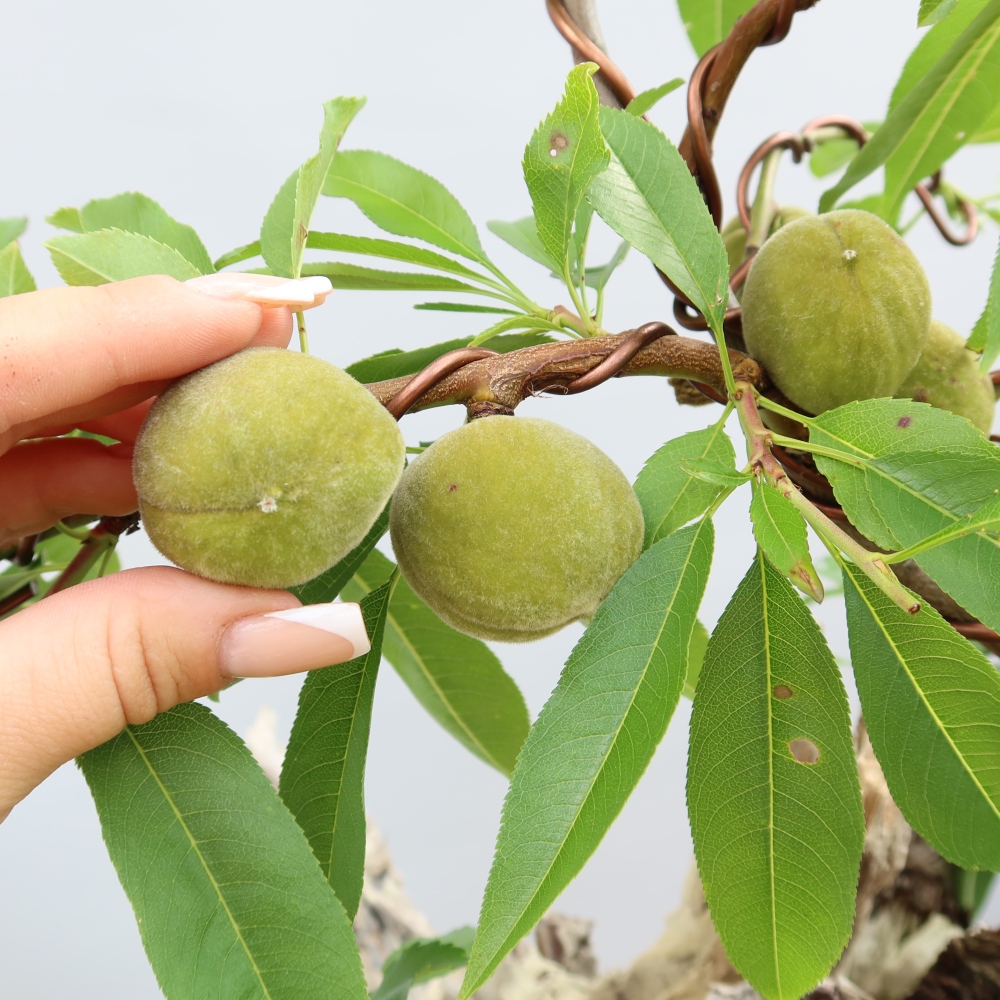 Bonsaï d'extérieur - Prunus dulcis – Amandier commun