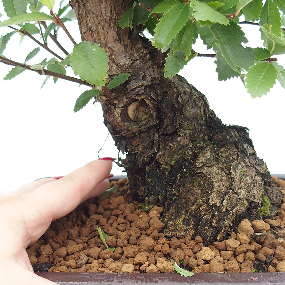 Bonsaï d'extérieur - Zelkova - Zelkova NIRE