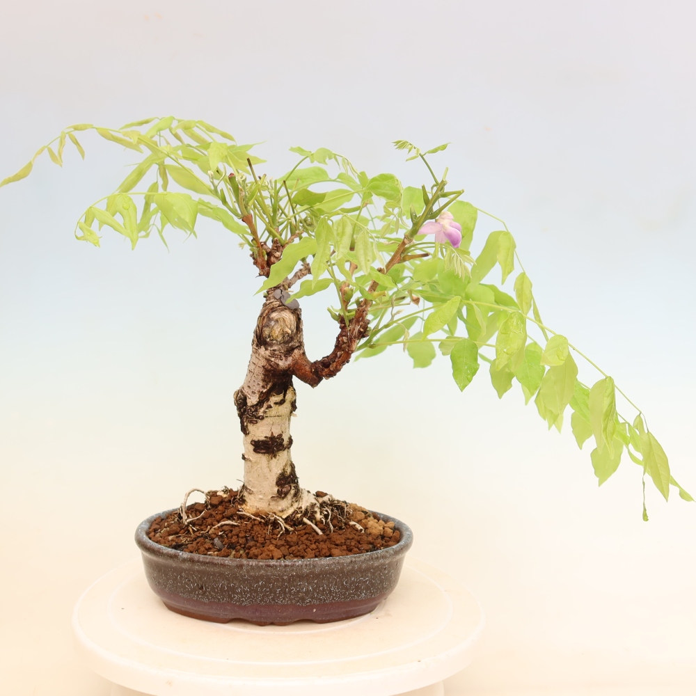 Bonsaï d'extérieur - Wisteria floribunda